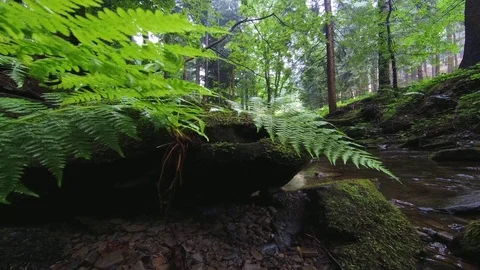 Summer stream Stock Footage 112337864