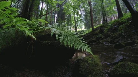 Summer stream Stock Footage 112337951