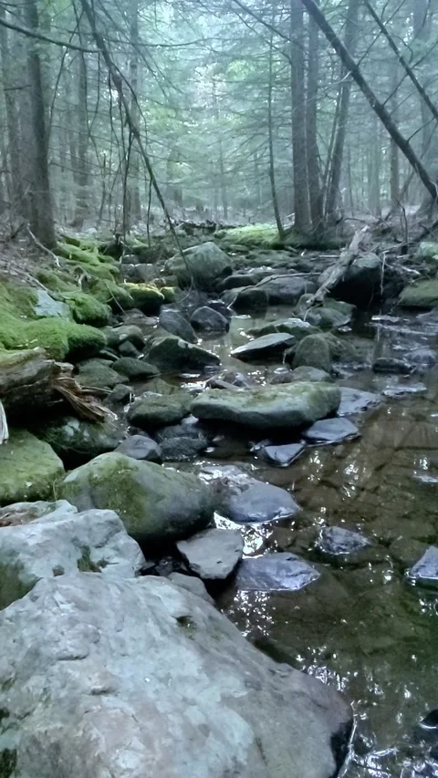 Summer Stream Stock Footage 289684996