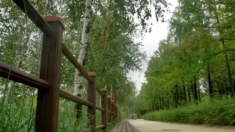 Summer street park: 스톡 동영상 80191057