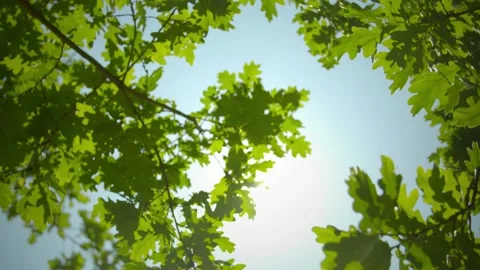 Summer Sun And Leaves Motion Loop Stock Footage 154606622
