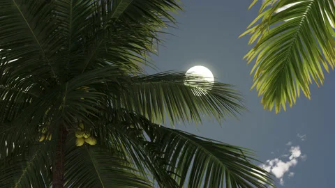 Summer sun and sky view through palm trees Stock Footage 234922783