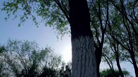 Summer sun and trees Stock Footage 258089045