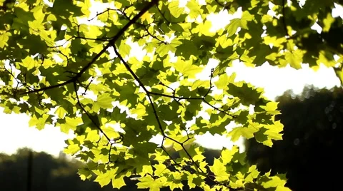 Summer sun Stock Footage 47889741