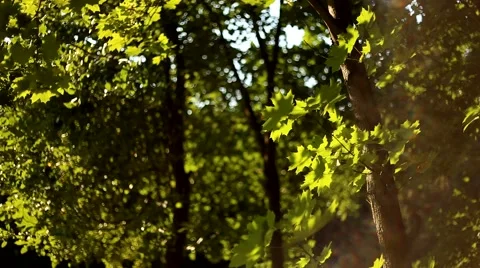 Summer sun Stock Footage 47889812