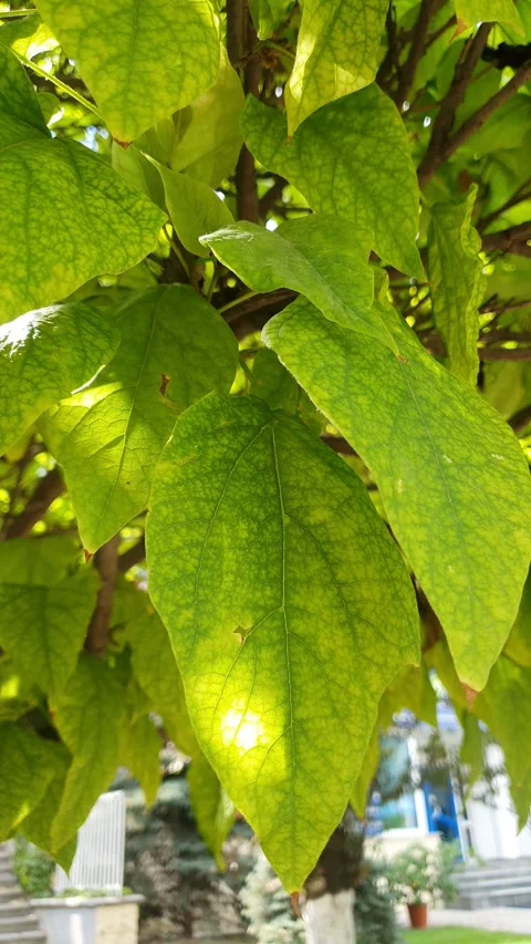 Summer sun on the leaf Stock Footage 247046947