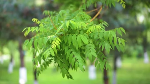 Summer sun leaves empty shot Stock Footage 197925524