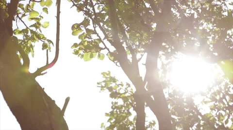 Summer sun from leaves on tree Stock Footage 65746131