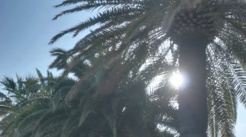Summer Sun Light Palm Tree - 25FPS PAL Stock Footage 42148534