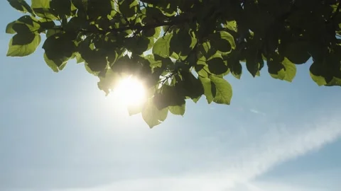 Summer Sun Light Shining Through Green Tree Leaves Stock-Footage 137315722