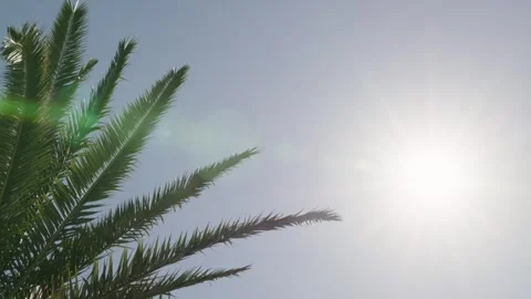 Summer sun with palm tree against blue sky 4k Video stock 282632384