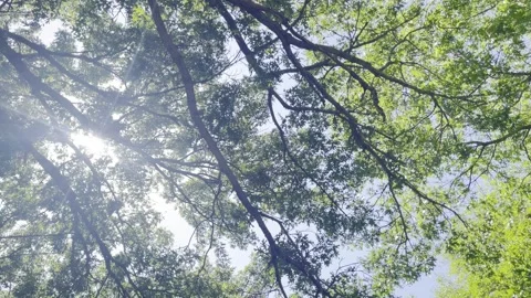 Summer sun peeking through trees above Stock Footage 315782557