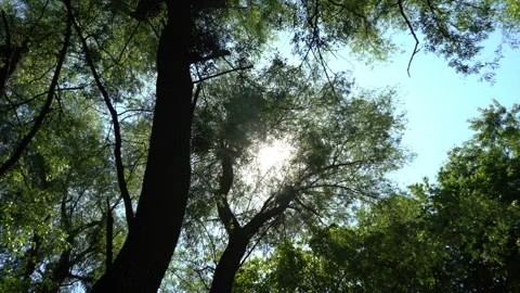 The summer sun peeks through the green crown of large trees. Stock Footage 134318353