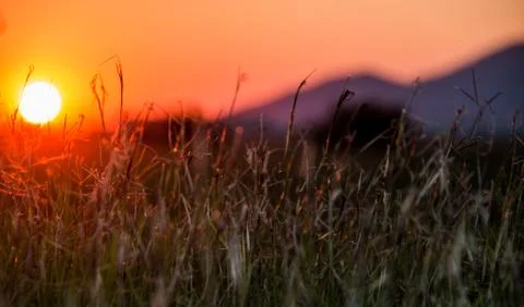 Summer sun 写真素材