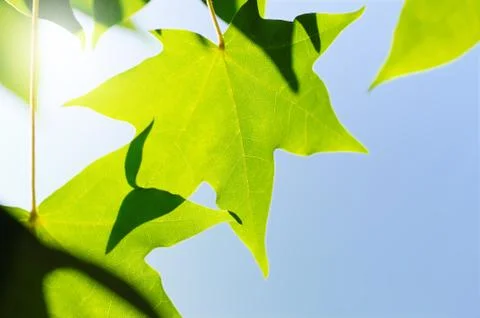 Summer sun Stock Photos