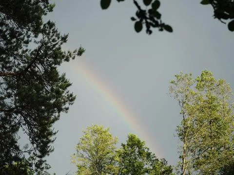 Summer sun rainbow trees rain Stock Photos