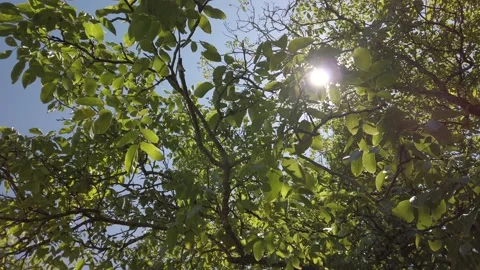 Summer sun seen through the tree leaves on a windy day Stock Footage 134601732