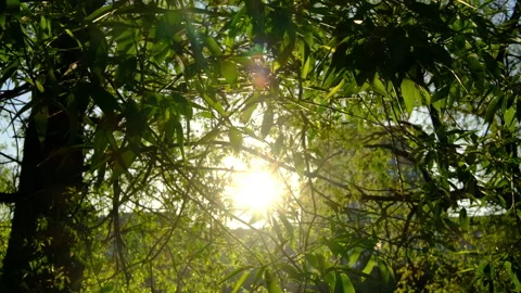 Summer sun shine through the foliage Stock Footage 274503261