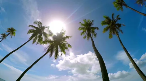 Summer sun shining through palm canopies in sunny tree avenue Stock Footage 60796154