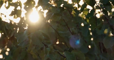 Summer sun shining through persimmon leaves in Algarve Video stock 81046926