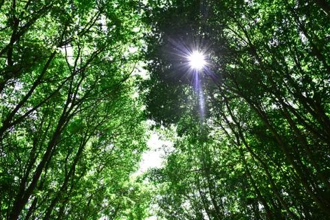 Summer sun shiny rays through canopy of  tall Maple trees Stock Photos