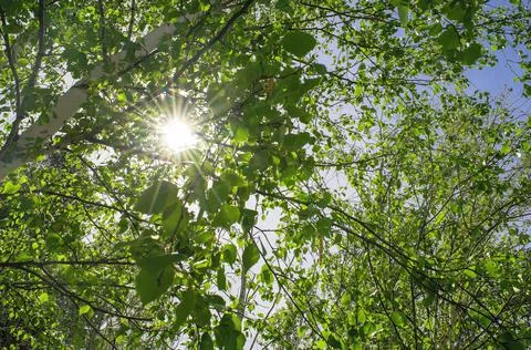 Summer sun shiny rays through canopy of tall Birch trees. Tree branches with Stock Photos