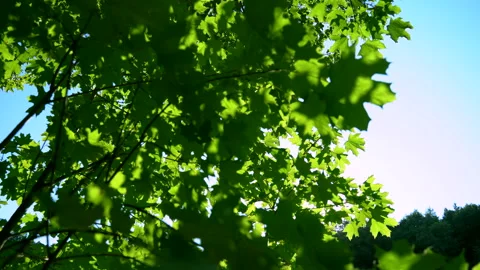 The summer sun at sunset shines through the green leaves of trees Stock Footage 158443881