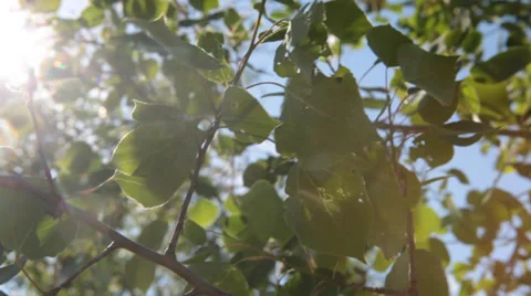 Summer sun through leaves Vídeo Stock 27938048