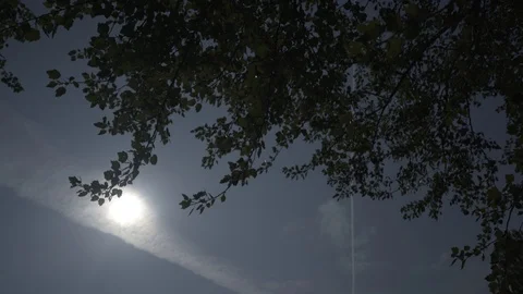 Summer Sun Through Leaves Stock Footage 91025366