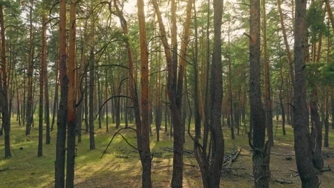 Summer sun tree branch background nature landscape rocky Stock Footage 251796456