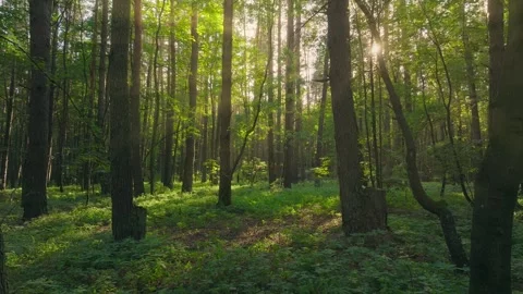 Summer sun tree branch background nature landscape rocky Stock-Footage 251797068