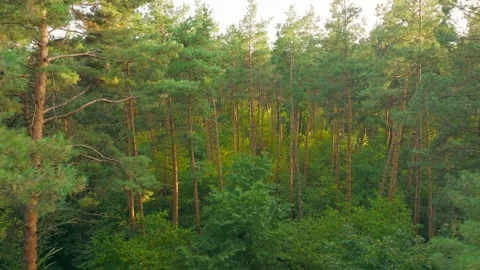 Summer sun tree branch background nature landscape rocky Stock-Footage 251798100