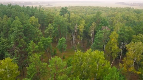 Summer sun tree branch background nature landscape rocky Stock-Footage 251798421
