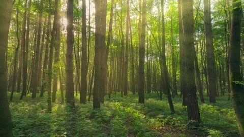 Summer sun tree branch background nature landscape rocky Stock Footage 251799855