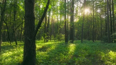 Summer sun tree branch background nature landscape rocky Stock-Footage 251800395