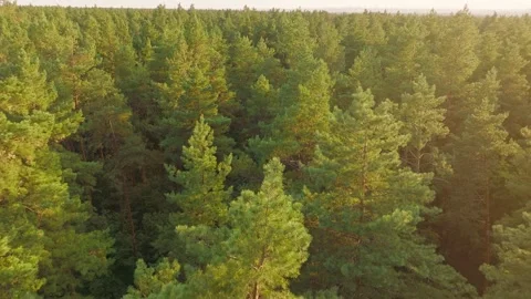 Summer sun tree branch background nature landscape rocky Stock Footage 251801193