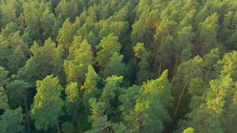 Summer sun tree branch background nature landscape rocky Stock-Footage 251801700