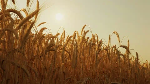 Summer sun at wheat field Видео 25275610