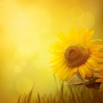 Summer sunflower background Stock Photos