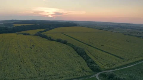 Summer sunflower   Field Stock Footage 170772518