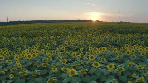 Summer sunflower   Field Stock Footage 170772699