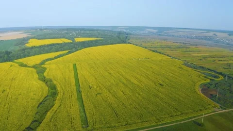 Summer sunflower   Field Stock Footage 171475861