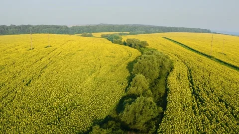 Summer sunflower   Field Stock Footage 171475903