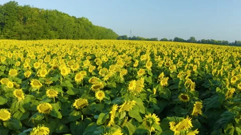 Summer sunflower   Field Stock Footage 171475905