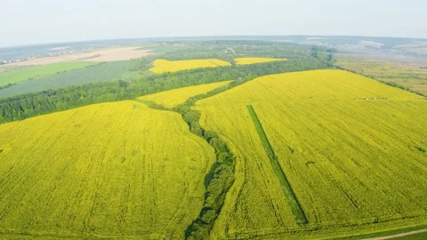 Summer sunflower   Field Stock Footage 171475942