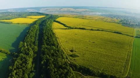 Summer sunflower   Field Stock Footage 171475957