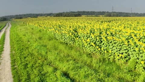 Summer sunflower   Field Stock Footage 171476016