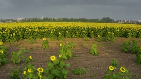 Summer sunflower   Field Stock Footage 171476022
