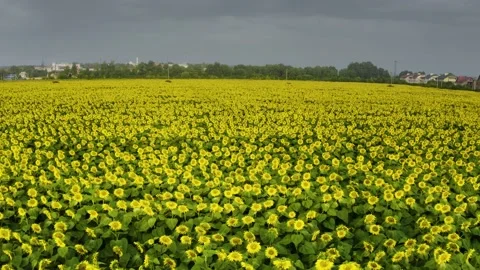 Summer sunflower   Field Stock Footage 171476086