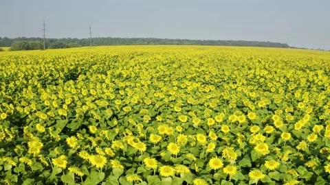 Summer sunflower   Field Stock Footage 171476099